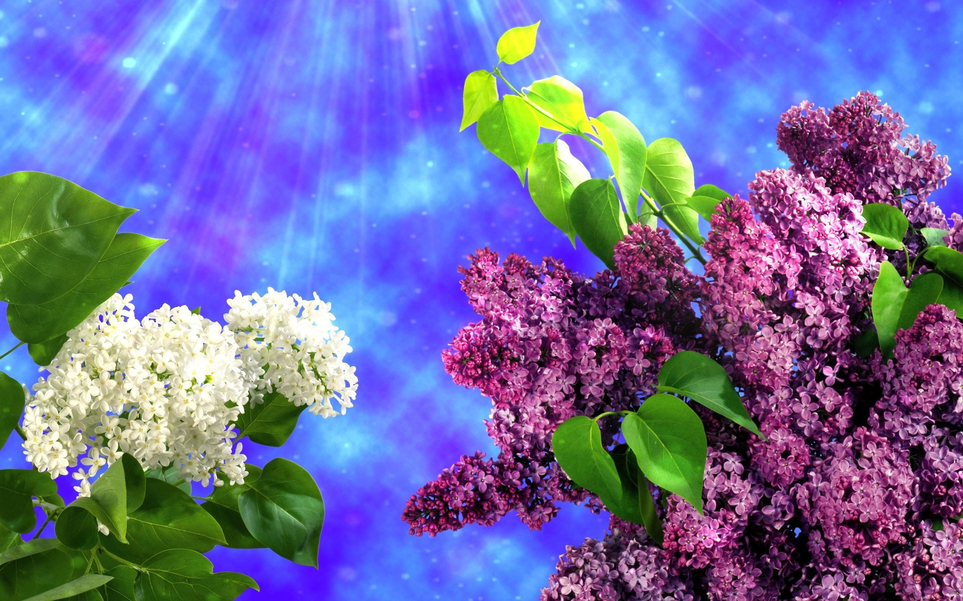 lilac flowers spring