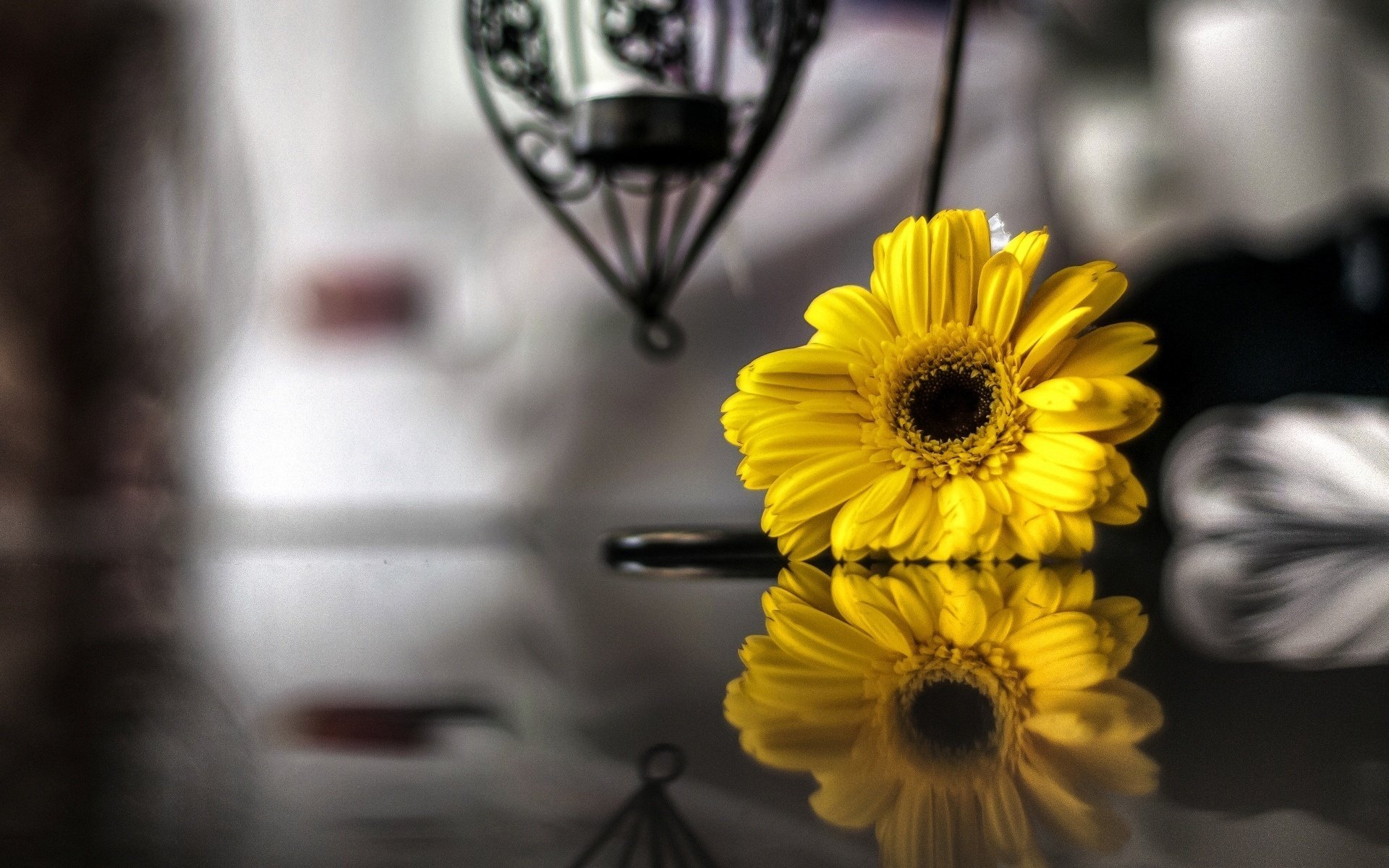 yellow reflection flowers black and white flower