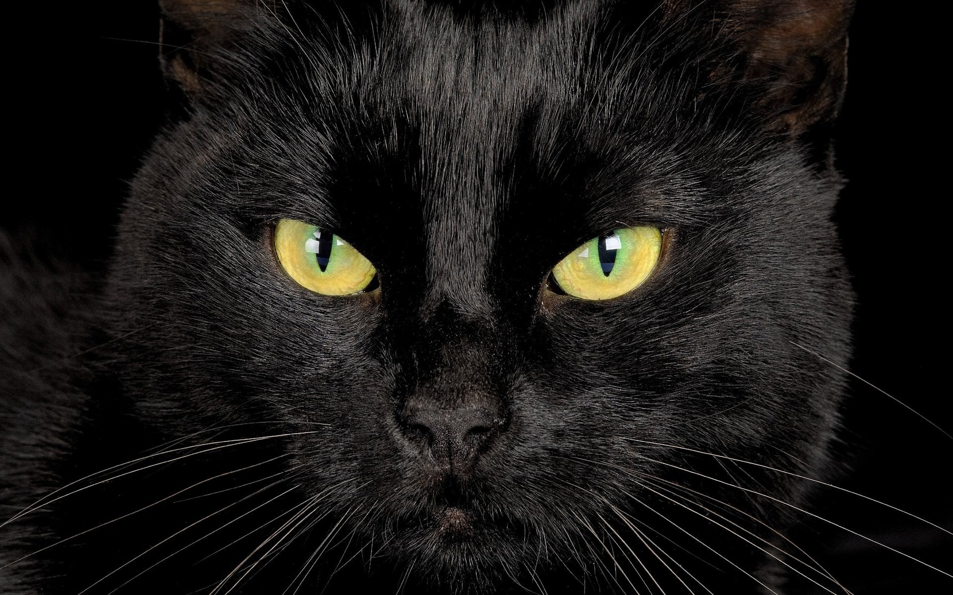 schwarze katze augen blick