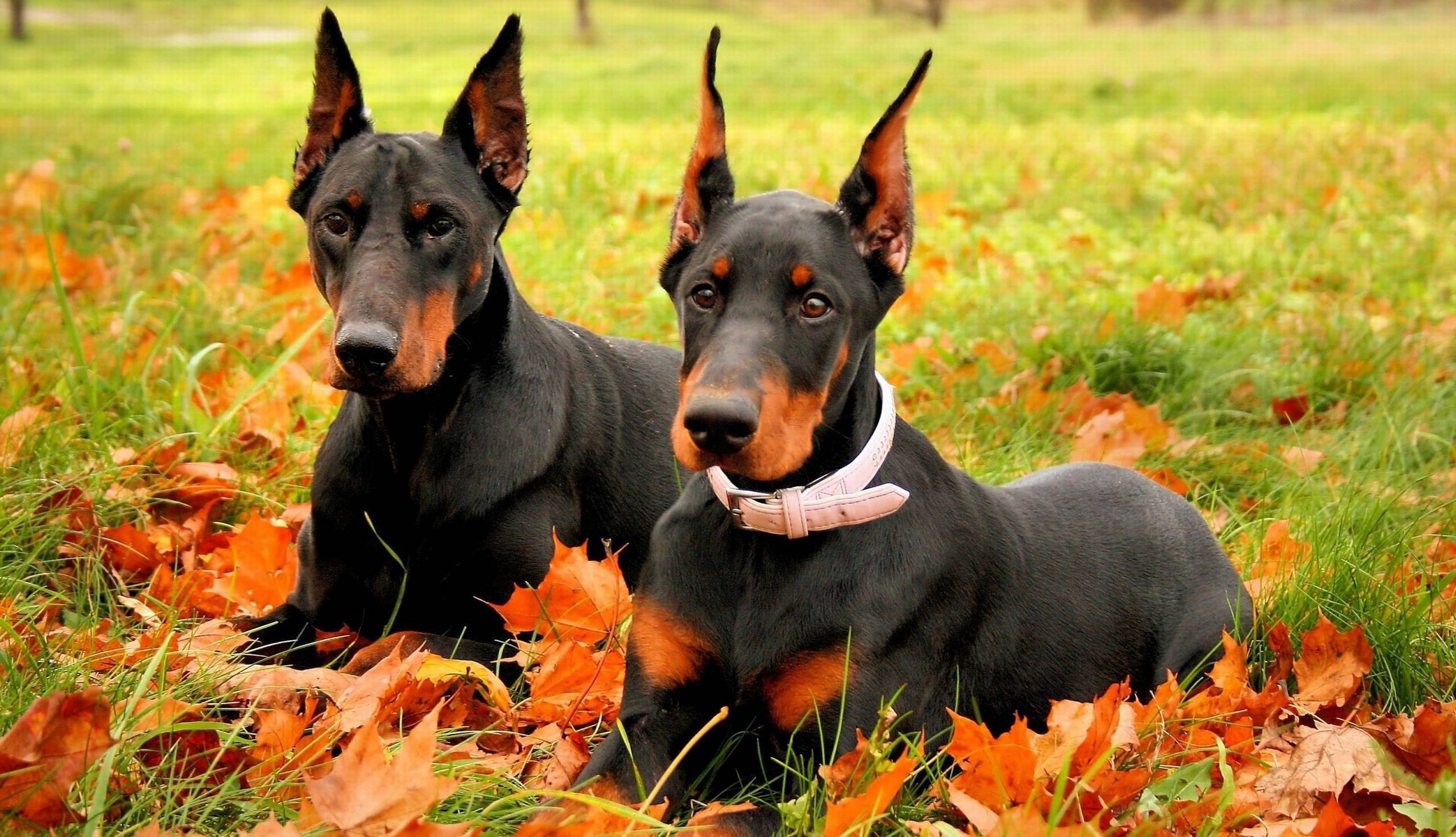 doberman two doberman dogs breed autumn