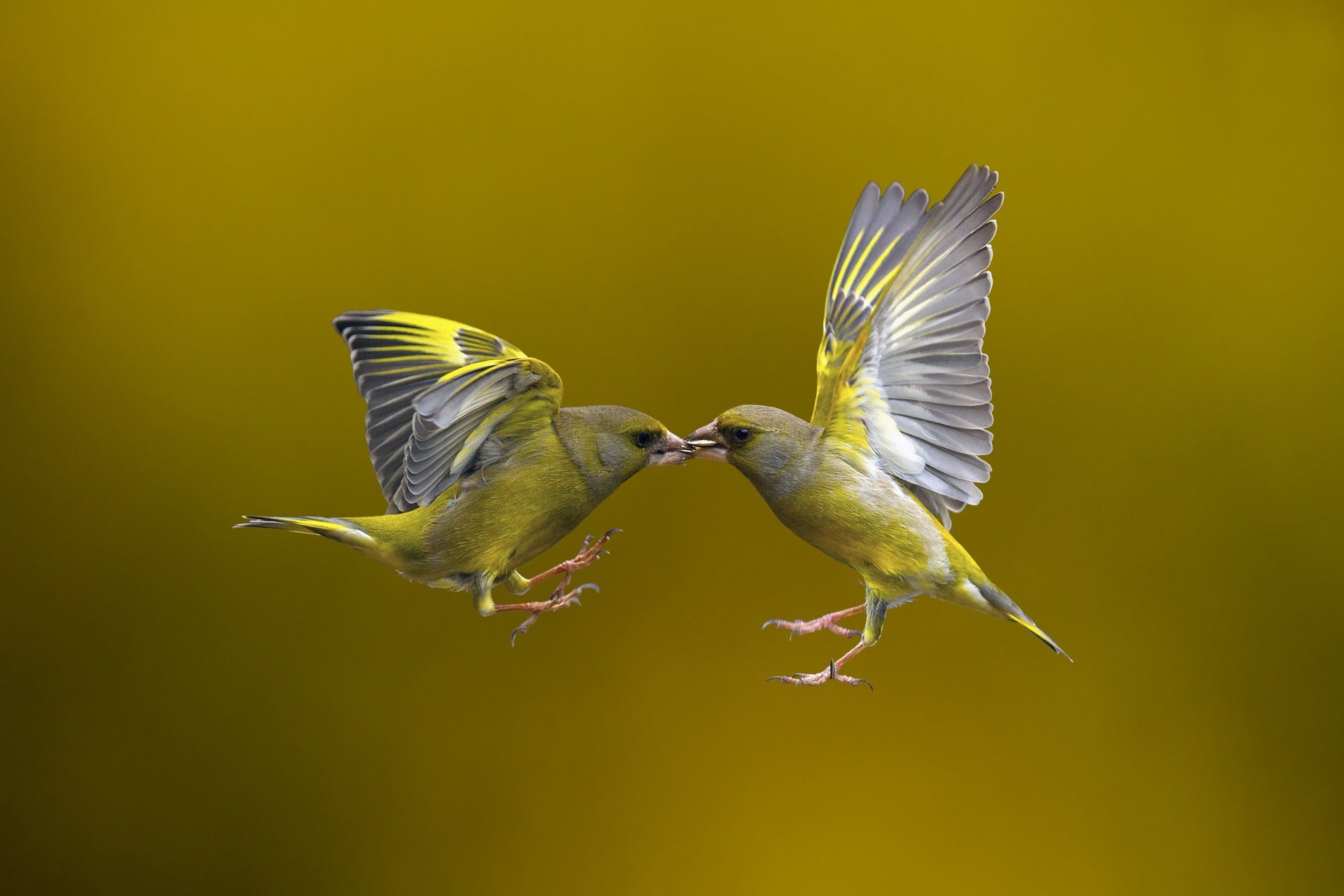 flying kiss fliegen vögel hintergrund