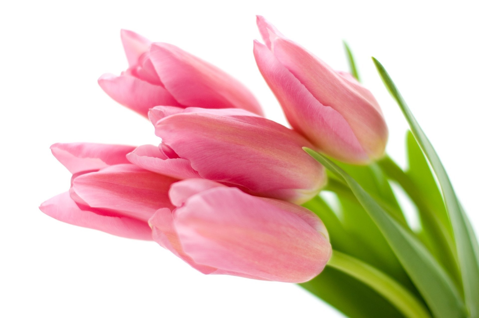 white flowers pink tulips background