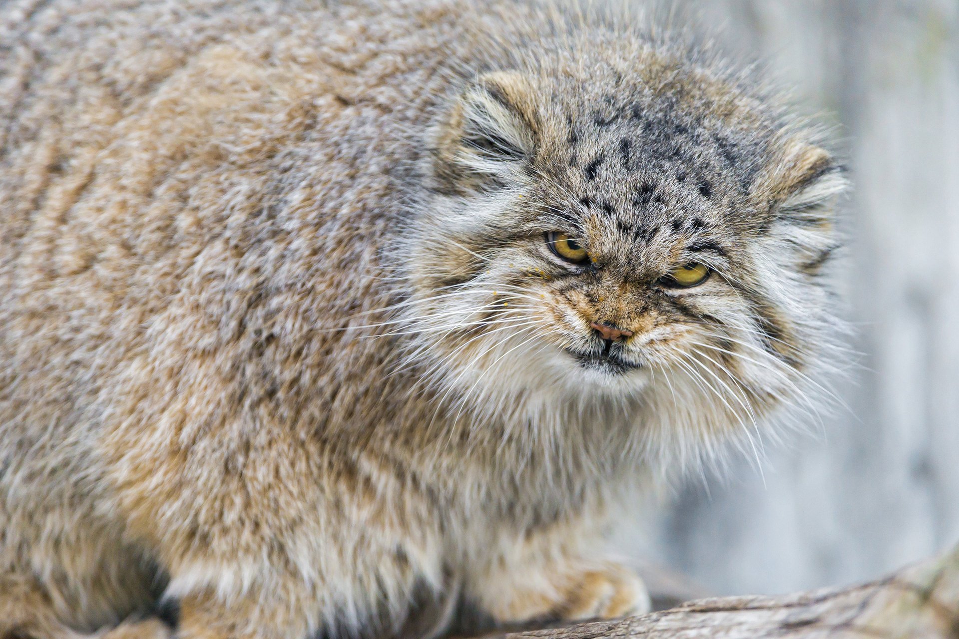 blick manul wütend katze flauschig ctambako der jaguar