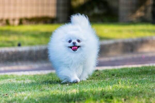 A small white pomeranian runs through the grass