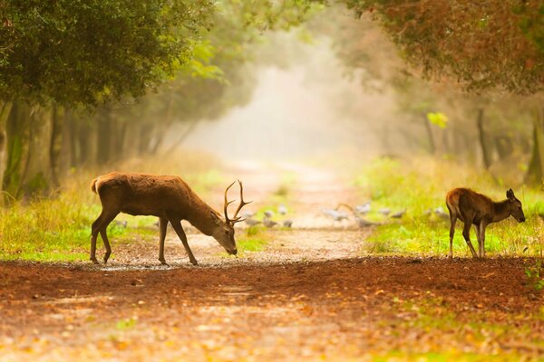 Un paseo de ciervos por el bosque en otoño brumoso