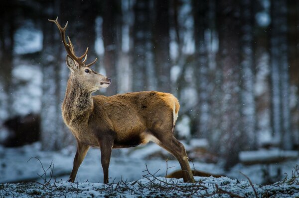 Wilder Hirsch mit großen Hörnern im verschneiten Wald