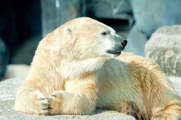 A white polar bear is lying on a rock