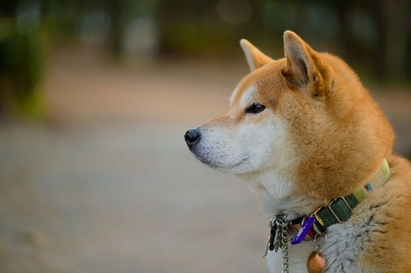 Chien dans le collier d origine