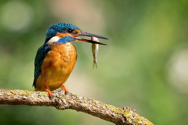 Vogel Der Eisvogel hält einen kleinen Fisch im Schnabel