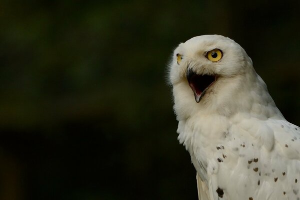 Hibou polaire blanc avec bec ouvert sur fond noir