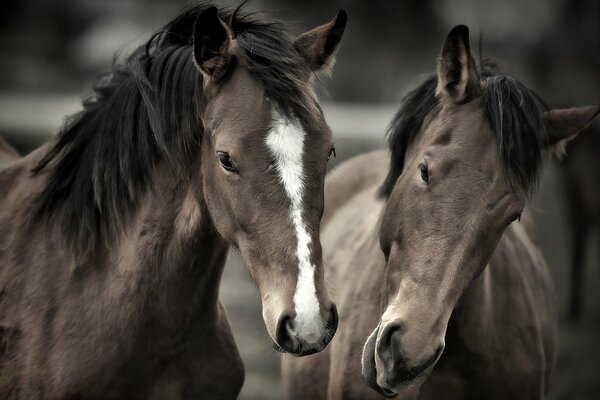 Two horses framed their muzzles for a photo