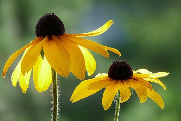 Hermosa rudbeckia, foto de flores bajo macro