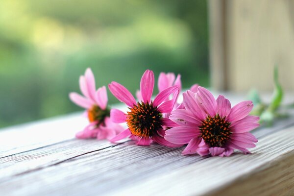 Chrysanthemum, beautiful flowers, photos on wallpaper