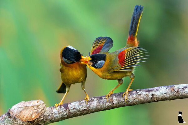 Un uccello su un ramo mette la preda nel becco del pulcino