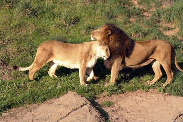 Löwe und Löwin zusammen in der Savanne