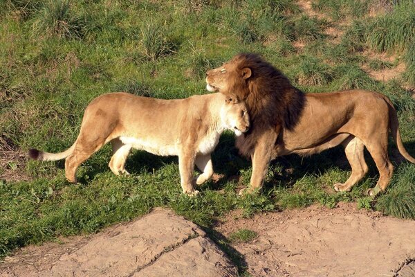 Leone e leonessa insieme nella savana