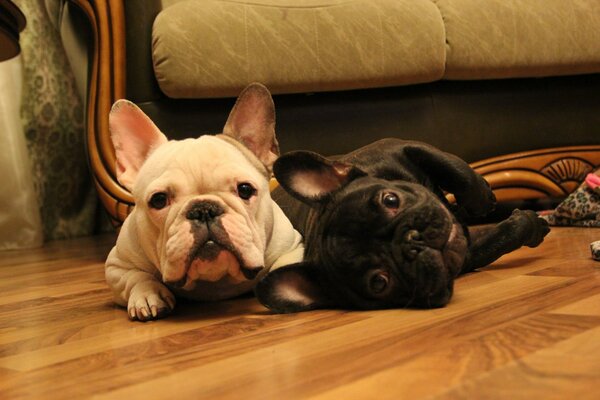 Two French bulldogs are balding on the floor