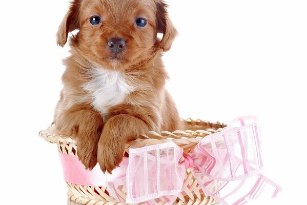 A small puppy in a basket with a bow