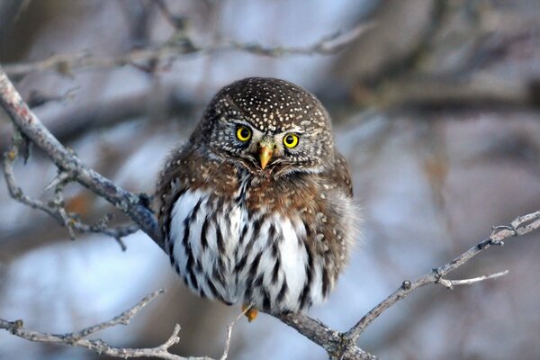 An owl on a bare branch on a winter day