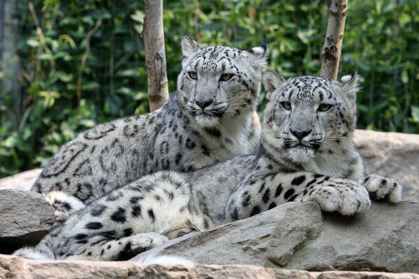 Paire de léopards des neiges se trouve sur la pierre