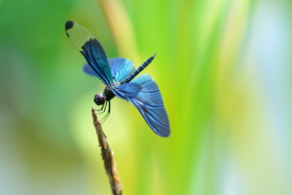 Blaue Libelle auf Gras auf verschwommenem Hintergrund