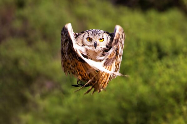 El búho cerró sus alas en vuelo sobre el bosque