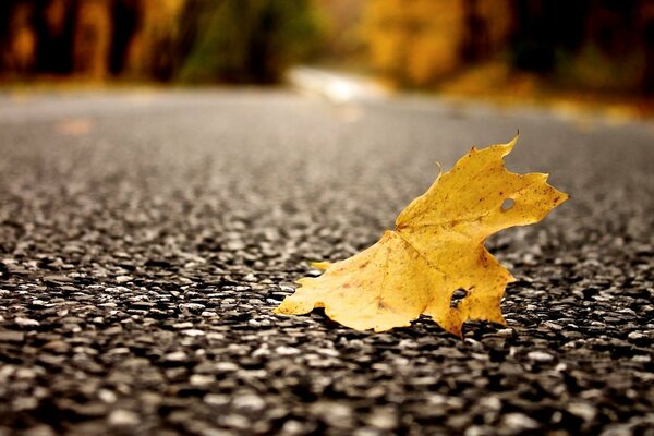 Macro view of a pine leaf on asphalt