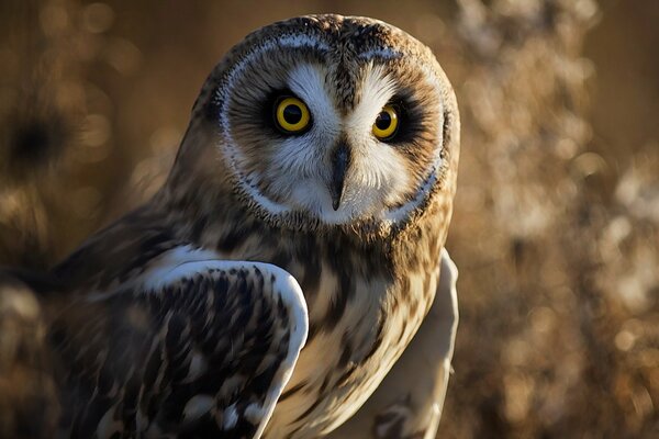 Owl bird with big eyes