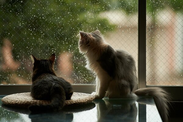 Two cats look out the window at the rain