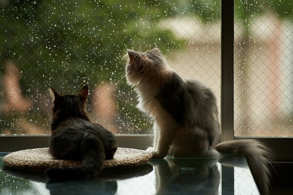 Две кошки смотрят в окно на дождь