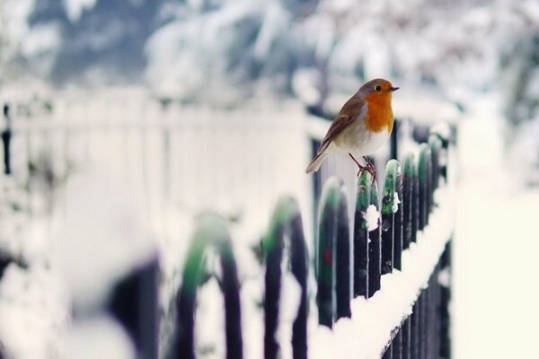 Vogel auf einem schneebedeckten grünen Zaun aus Metallstangen