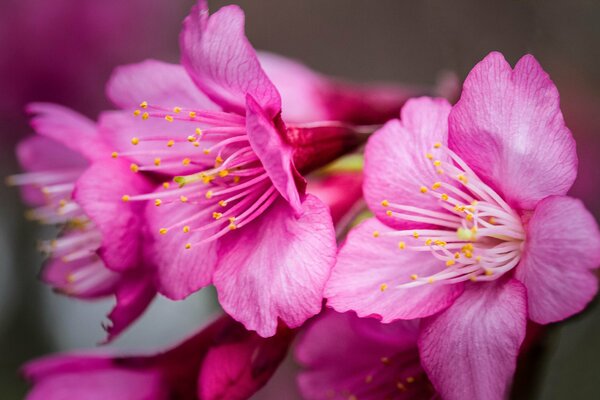 Delicate flowers on wallpaper, pink flowers