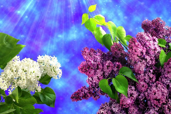 Spring lilac on the sky background