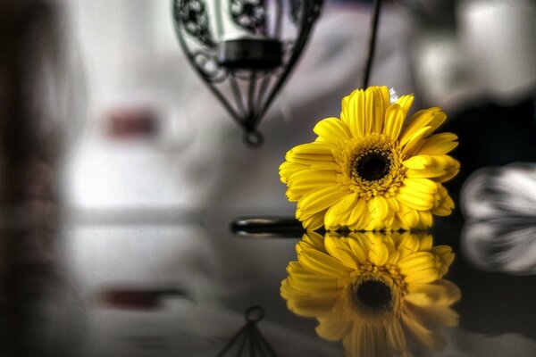 Black and white photo, yellow flower, chrysanthemum