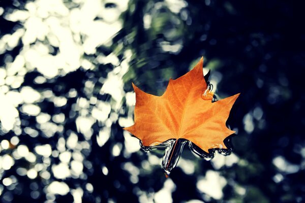 Orange maple leaf in the water