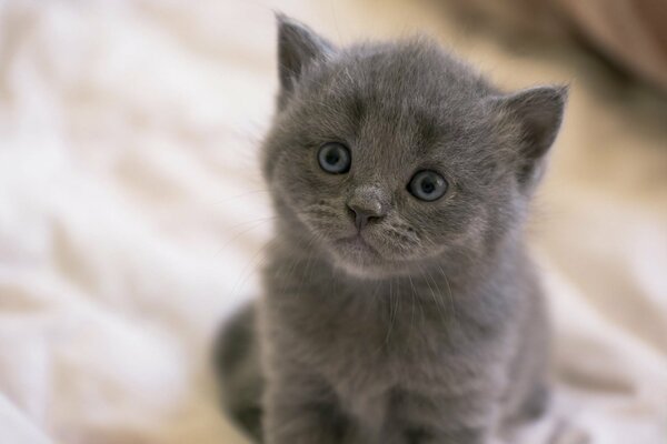 A small gray kitten with a cute face