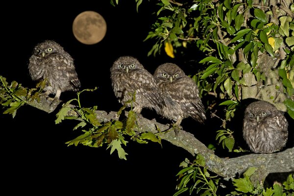 Chicks of a house owl on a branch at night against the background of the moonlit sky