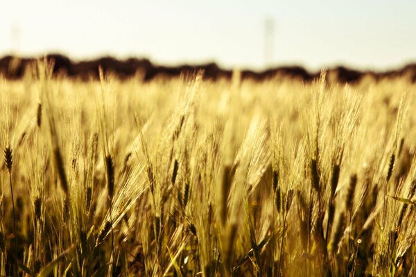 Field, ears, rye, wheat macro
