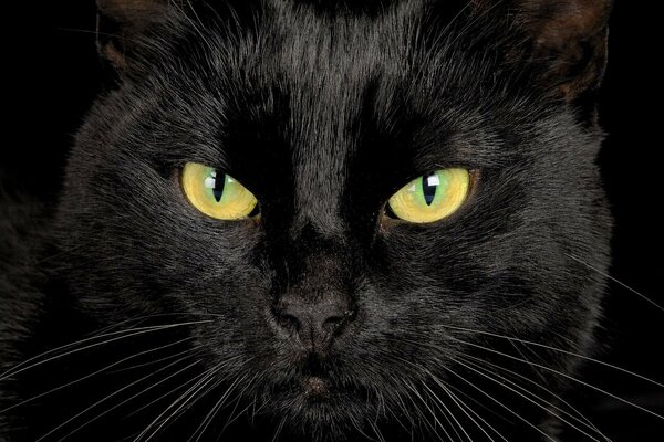 The look of a black cat on a black background