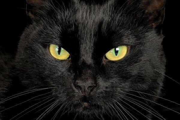 Sguardo di gatto nero su sfondo nero