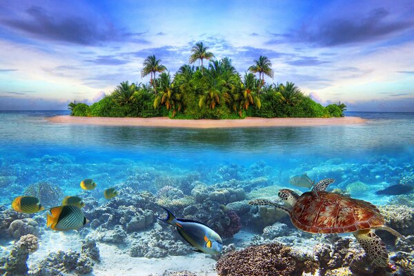 Остров с пальмами в море с рыбами