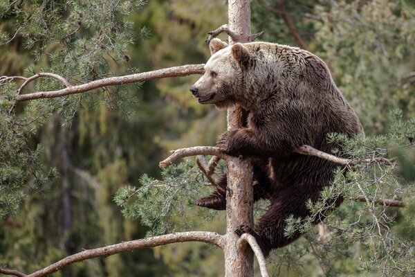 A large brown bear climbed a pine tree with broken branches