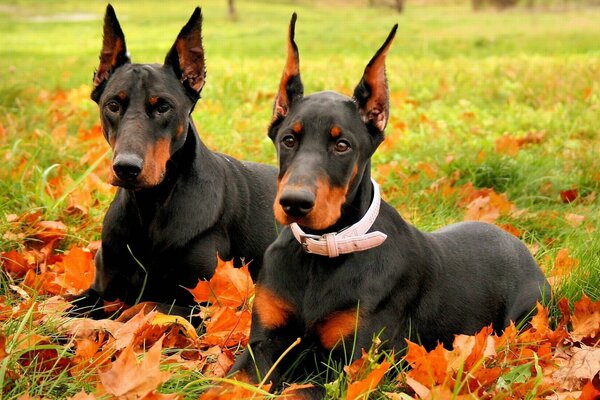 Un par de Dobermans y hojas de arce