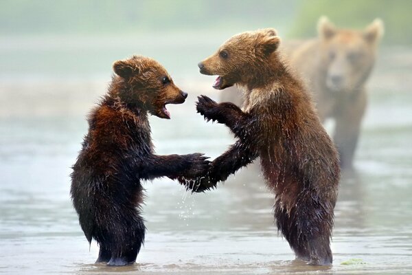 Wet cubs are standing in the river with a bear in the background