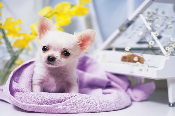 Petit Chihuahua dans une serviette à côté du piano