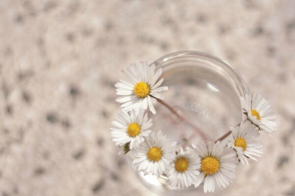 Daisies under macro, daisies with a drop of water