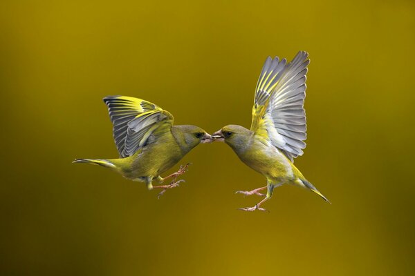 Transfer of food by birds to each other in flight on a golden background