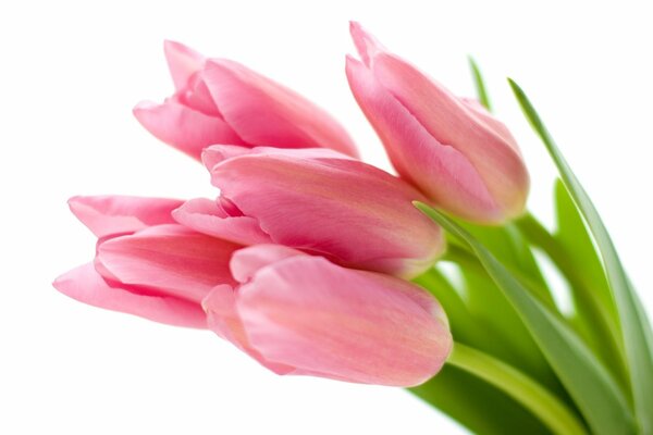 Tulipany, zdjęcia pięknych tulipanów, zdjęcia kwiatów