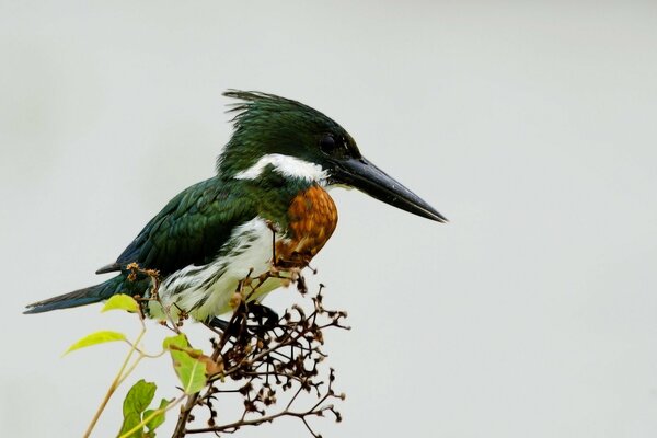 The kingfisher hung on a thin twig