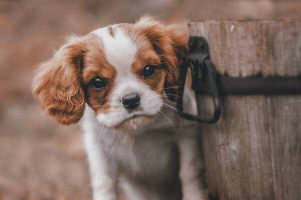 A puppy with a sad look near the bucket